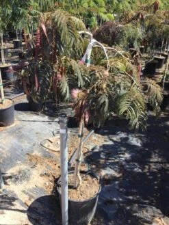 Perzische Slaapboom Als Halfstam (Albizia 'Chocolate Fountain') -Tuinplanten Winkel albizia julibrissin chocolate fountain r halfstam