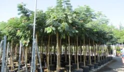 Perzische Slaapboom Op Stam (Albizia Julibrissin 'Ombrella' ) -Tuinplanten Winkel albizia julibrissin ombrella 10 12