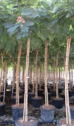 Perzische Slaapboom Op Stam (Albizia Julibrissin 'Ombrella' ) -Tuinplanten Winkel albizia julibrissin ombrella 10 12 1