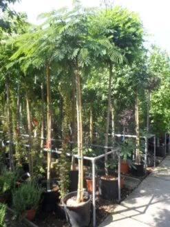 Perzische Slaapboom Op Stam (Albizia Julibrissin 'Ombrella' ) -Tuinplanten Winkel albizia julibrissin ombrella 10 12ho cont