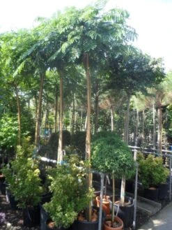 Perzische Slaapboom Op Stam (Albizia Julibrissin 'Ombrella' ) -Tuinplanten Winkel albizia julibrissin ombrella 12 14ho cont