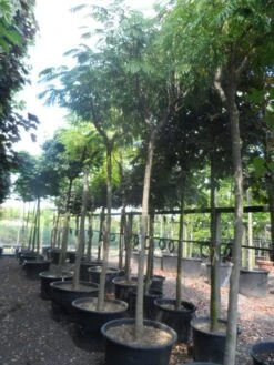 Perzische Slaapboom Op Stam (Albizia Julibrissin 'Ombrella' ) -Tuinplanten Winkel albizia julibrissin ombrella 20 25ho c285