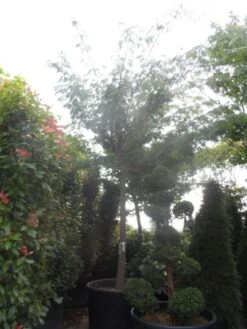 Perzische Slaapboom Op Stam (Albizia Julibrissin 'Ombrella' ) -Tuinplanten Winkel albizia julibrissin ombrella 40 45ho c1000