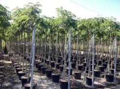 Perzische Slaapboom Op Stam (Albizia Julibrissin 'Ombrella' ) -Tuinplanten Winkel albizia julibrissin ombrella r 1 1