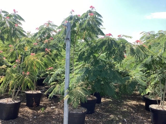 Perzische Slaapboom Als Struik (Albizia Julibrissin 'Ombrella') 10 Perzische Slaapboom Als Struik (Albizia Julibrissin 'Ombrella') - Afbeelding 8