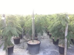 Perzische Slaapboom Als Struik (Albizia Julibrissin 'Ombrella') 20 Perzische Slaapboom Als Struik (Albizia Julibrissin 'Ombrella') -Tuinplanten Winkel albizia julibrissin ombrella r 2 2