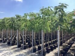 Perzische Slaapboom Op Stam (Albizia Julibrissin 'Ombrella' ) -Tuinplanten Winkel albizia julibrissin ombrella r 3 1