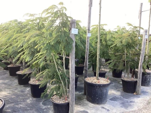 Perzische Slaapboom Als Struik (Albizia Julibrissin 'Ombrella') 12 Perzische Slaapboom Als Struik (Albizia Julibrissin 'Ombrella') - Afbeelding 10