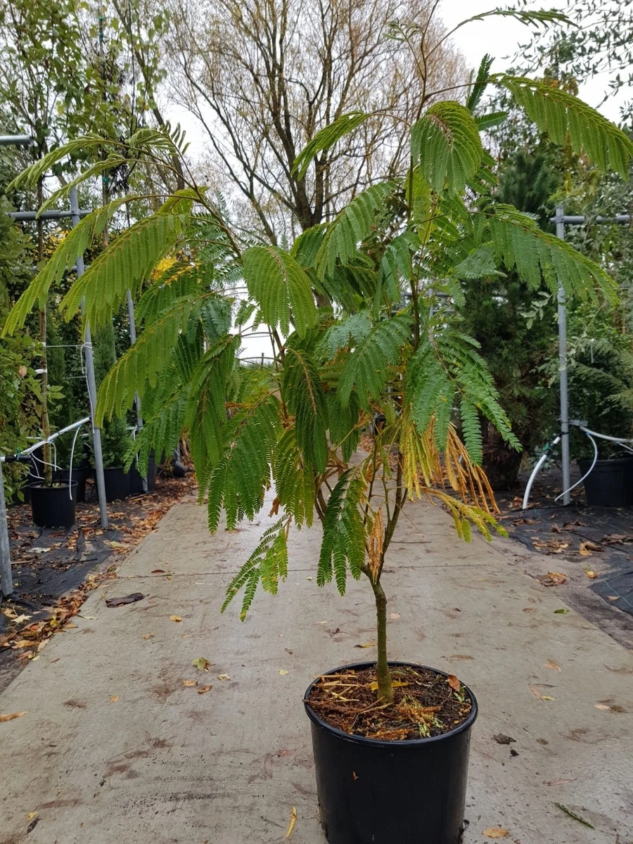 Perzische Slaapboom Als Struik (Albizia Julibrissin 'Ombrella') 5 Perzische Slaapboom Als Struik (Albizia Julibrissin 'Ombrella') - Afbeelding 3