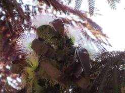 Perzische Slaapboom Als Boom (Albizia Julibrissin 'Summer Chocolate') -Tuinplanten Winkel albizia summer chocolate