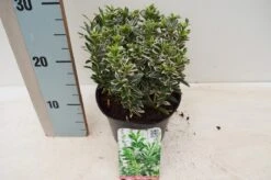 Kardinaalsmuts (Euonymus 'Microphyllus Albovariegatus')