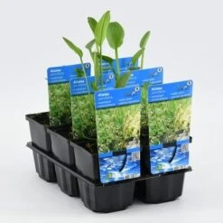 Waterweegbree (Alisma Parviflora) -Tuinplanten Winkel alisma parviflora 20180412195741 p9