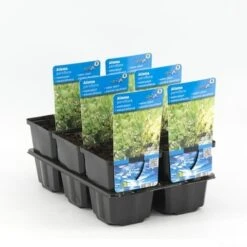 Waterweegbree (Alisma Parviflora) -Tuinplanten Winkel alisma parviflora p9