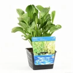 Waterweegbree (Alisma Parviflora) -Tuinplanten Winkel alisma parviflora s e 12550 p18