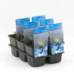 Waterweegbree (Alisma Plantago-aquatica) -Tuinplanten Winkel alisma plantago aquatica p9
