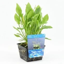Waterweegbree (Alisma Plantago-aquatica) -Tuinplanten Winkel alisma platago aquatica 20180425120448
