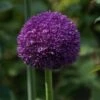 Sierui (Allium 'Ambassador'®) -Tuinplanten Winkel allium ambassador1