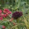 Sierui (Allium Atropurpureum) 1 Sierui (Allium Atropurpureum) -Tuinplanten Winkel allium atropurpureum 2