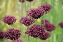 Sierui (Allium Atropurpureum) -Tuinplanten Winkel allium atropurpureum 3