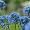 Sierui (Allium Caeruleum) -Tuinplanten Winkel allium caeruleum21