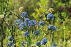 Sierui (Allium Caeruleum) -Tuinplanten Winkel allium caeruleum31