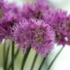 Sierui (Allium Carolinianum 'Rosy Dream') -Tuinplanten Winkel allium carolinianum rosydream 2 2