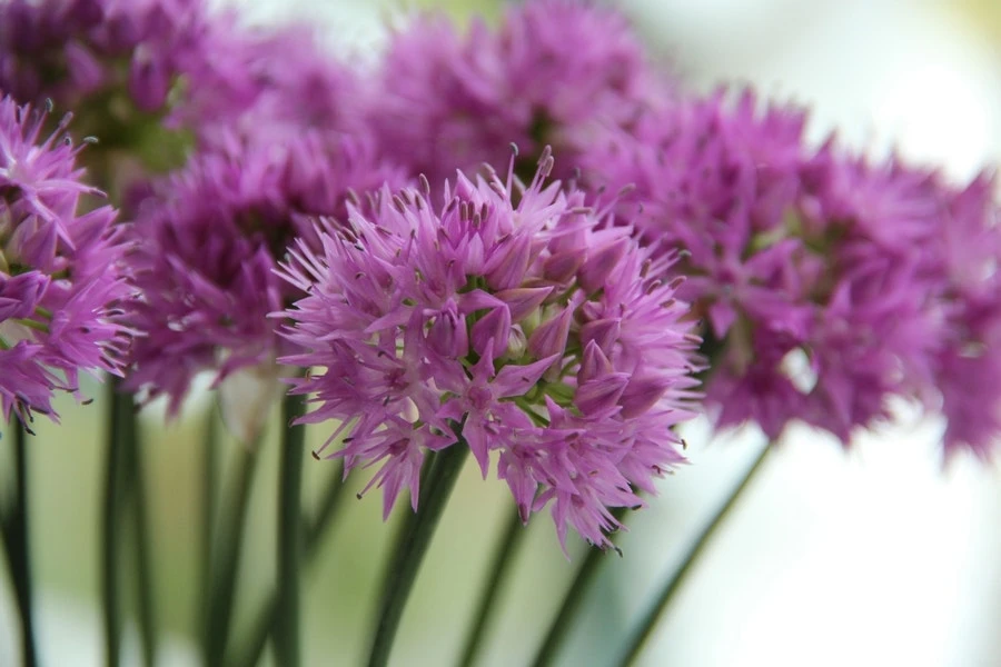 Sierui (Allium Carolinianum 'Rosy Dream') 3 Sierui (Allium Carolinianum 'Rosy Dream')
