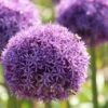 Sierui (Allium 'Globemaster'®) 2 Sierui (Allium 'Globemaster'®) -Tuinplanten Winkel allium globemaster 21