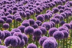 Sierui (Allium 'Globemaster'®) -Tuinplanten Winkel allium globemaster 25