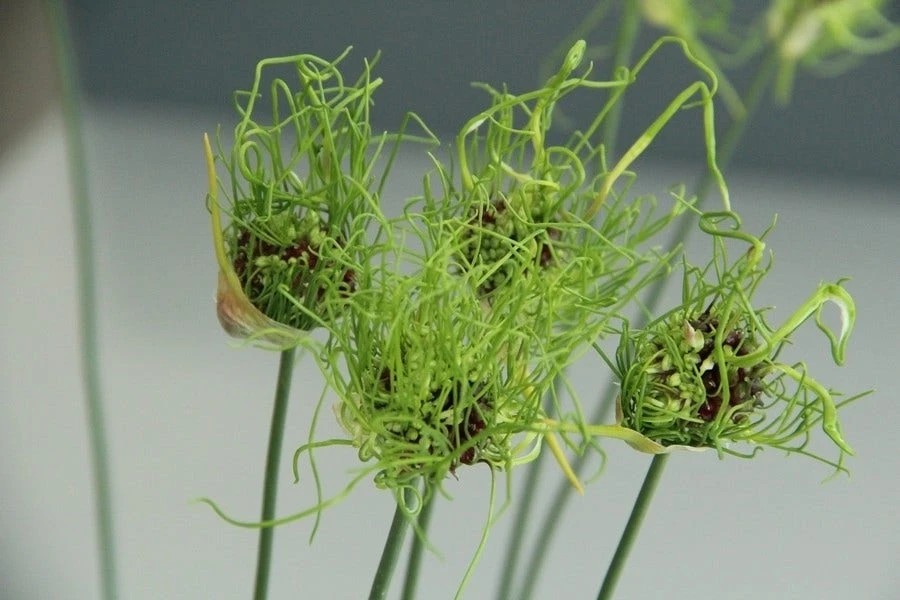 Sierui (Allium 'Hair') 3 Sierui (Allium 'Hair')