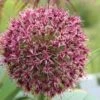 Sierui (Allium Karataviense 'Red Giant') -Tuinplanten Winkel allium karataviense redgiant 3