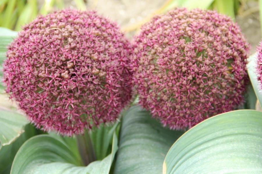 Sierui (Allium Karataviense 'Red Giant') 4 Sierui (Allium Karataviense 'Red Giant') - Afbeelding 2