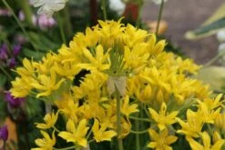 Sierui (Allium Moly) 5 Sierui (Allium Moly) -Tuinplanten Winkel allium moly 1