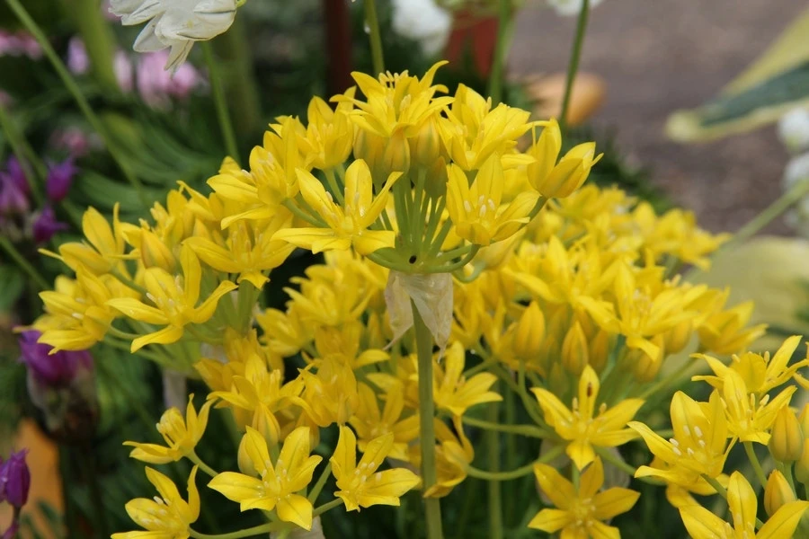 Sierui (Allium Moly) 4 Sierui (Allium Moly) - Afbeelding 2