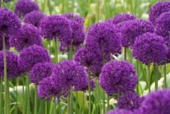 Sierui (Allium Aflatunense 'Purple Sensation') -Tuinplanten Winkel allium purplesensation 5