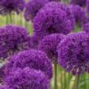 Sierui (Allium Aflatunense 'Purple Sensation') -Tuinplanten Winkel allium purplesensation 9