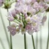 Sierui (Allium Roseum) -Tuinplanten Winkel allium roseum 2