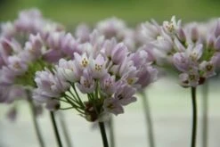 Sierui (Allium Roseum) -Tuinplanten Winkel allium roseum 3