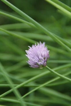 Bieslook (Allium Schoenoprasum) -Tuinplanten Winkel allium schoenoprasum