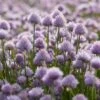 Bieslook (Allium Schoenoprasum) -Tuinplanten Winkel allium schoenoprasum 1 1