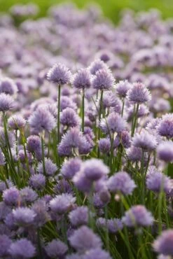 Bieslook (Allium Schoenoprasum)