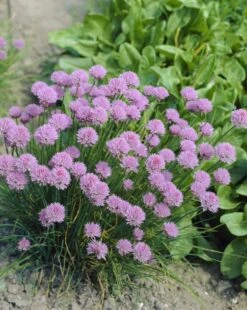 Bieslook (Allium Schoenoprasum) -Tuinplanten Winkel allium schoenoprasum 2