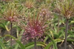 Sierui (Allium Schubertii) -Tuinplanten Winkel allium schubertii12