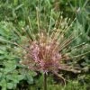 Sierui (Allium Schubertii) 2 Sierui (Allium Schubertii) -Tuinplanten Winkel allium schubertii4