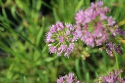 Bieslook (Allium Schoenoprasum) -Tuinplanten Winkel allium senescens