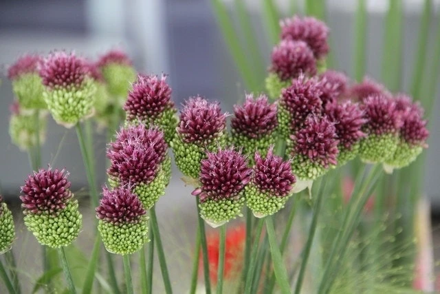 Echte Trommelstokken (Allium Sphaerocephalon) 4 Echte Trommelstokken (Allium Sphaerocephalon) - Afbeelding 2