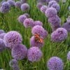 Sierui (Allium 'Summer Beauty' ) 2 Sierui (Allium 'Summer Beauty' ) -Tuinplanten Winkel allium summerbeauty