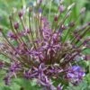 Sierui (Allium 'Toabago') -Tuinplanten Winkel allium toabago 1