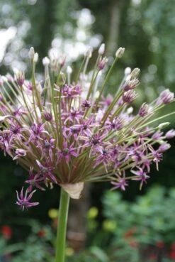 Sierui (Allium 'Toabago') -Tuinplanten Winkel allium toabago 2