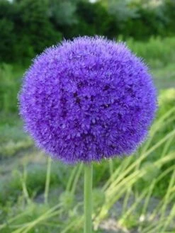 Sierui (Allium Giganteum) -Tuinplanten Winkel alliumgiganteum5
